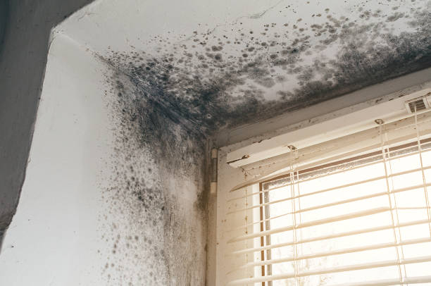 Affordable Basement Mold Remediation solutions in Benson, NC