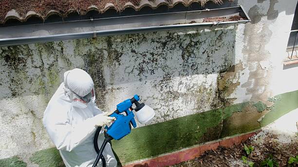 Top rated local Basement Mold Remediation specialists in Benson, NC